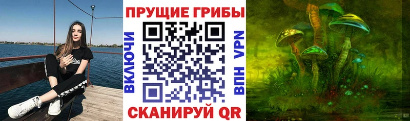 Купить  Кувшиново  Псилоцибиновые грибы мицелий 